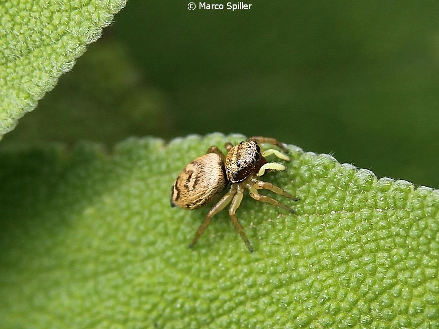 Ancora Heliophanus tribulosus ?